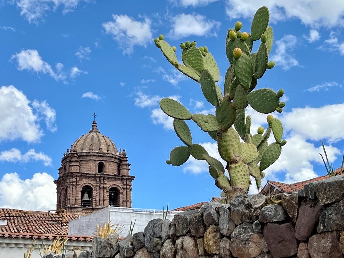 Cactus in Cusco Peru