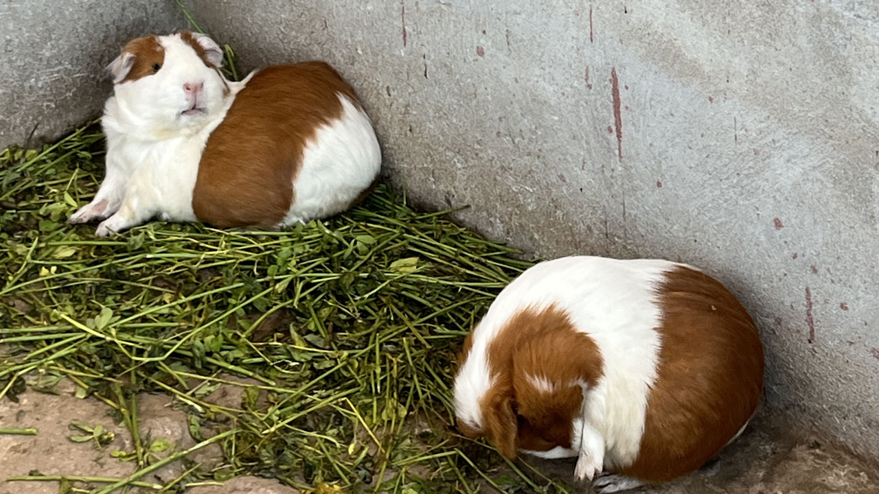 Man relaxing on a bench in Lima